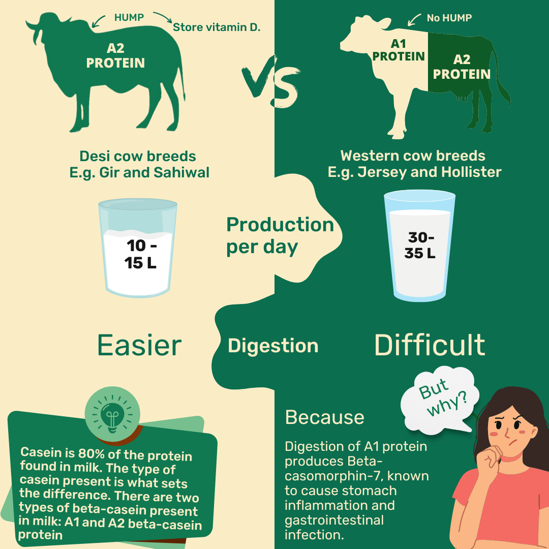 A2 Bilona Kangayam Cow Bilona Ghee from Villages of Tamil Nadu