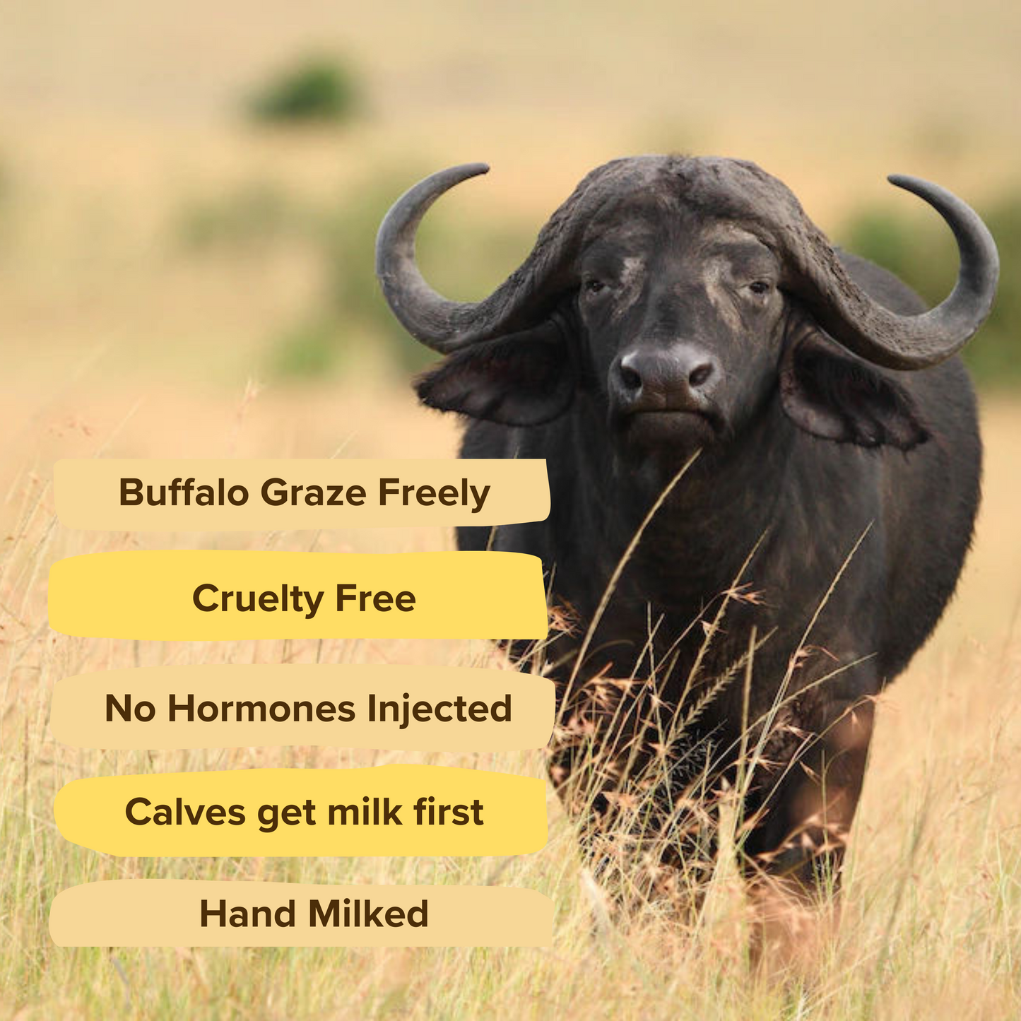 A2 Bilona Jaffarabadi Buffalo Ghee from Villages of Gujarat