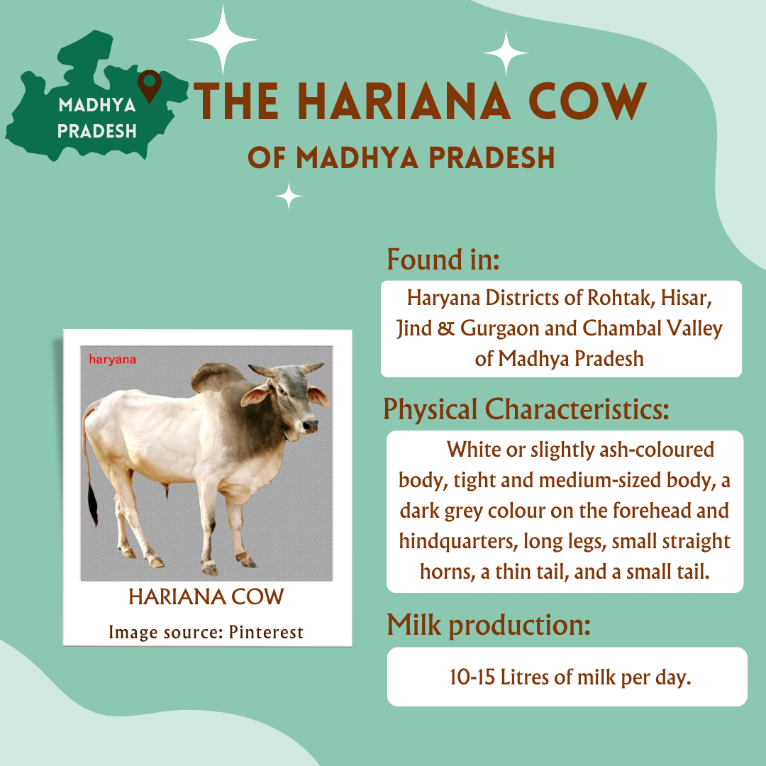 A2 Hariana Cow Bilona Ghee from Villages of Madhya Pradesh