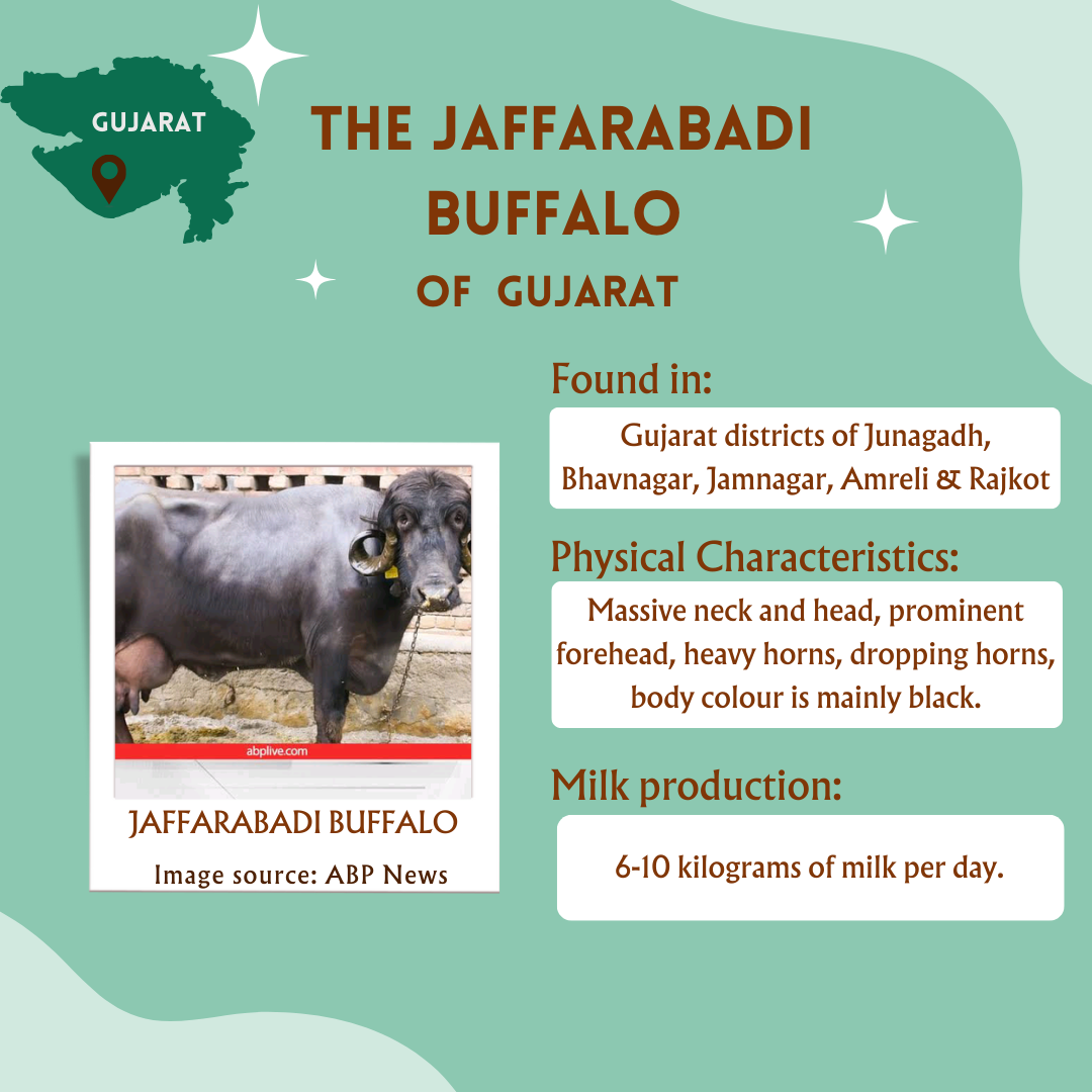 A2 Bilona Jaffarabadi Buffalo Ghee from Villages of Gujarat