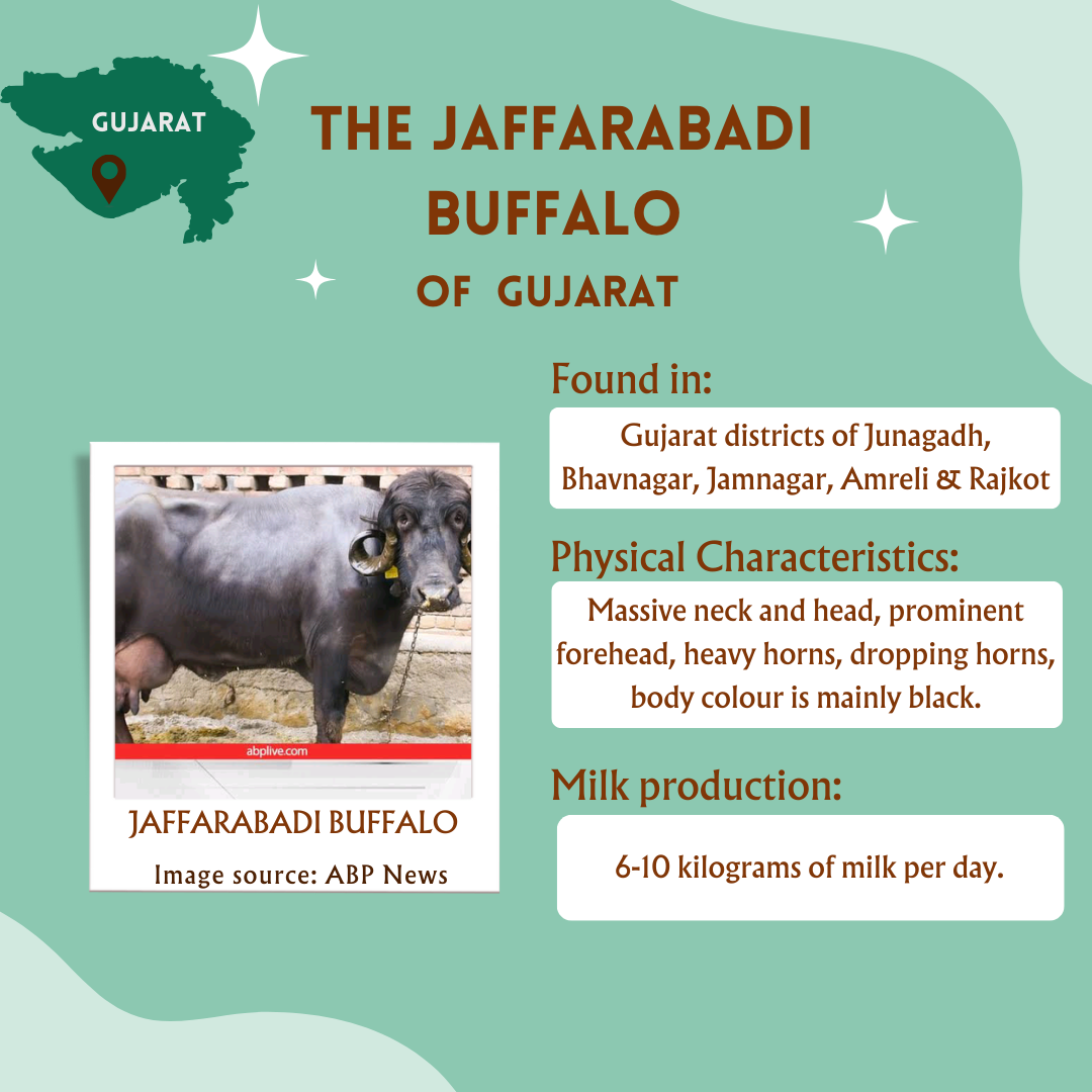 A2 Jaffarabadi Buffalo Bilona Ghee from Villages of Gujarat