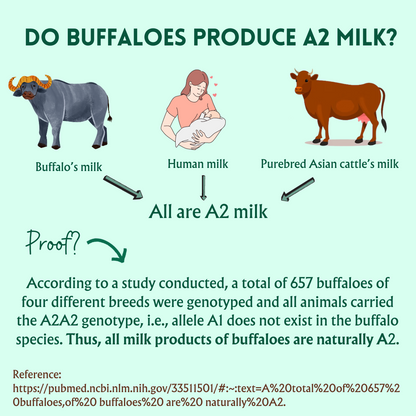 Do buffaloes produce A2 milk?