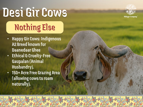A2 Gir Cow Bilona Ghee from Villages of Gujarat