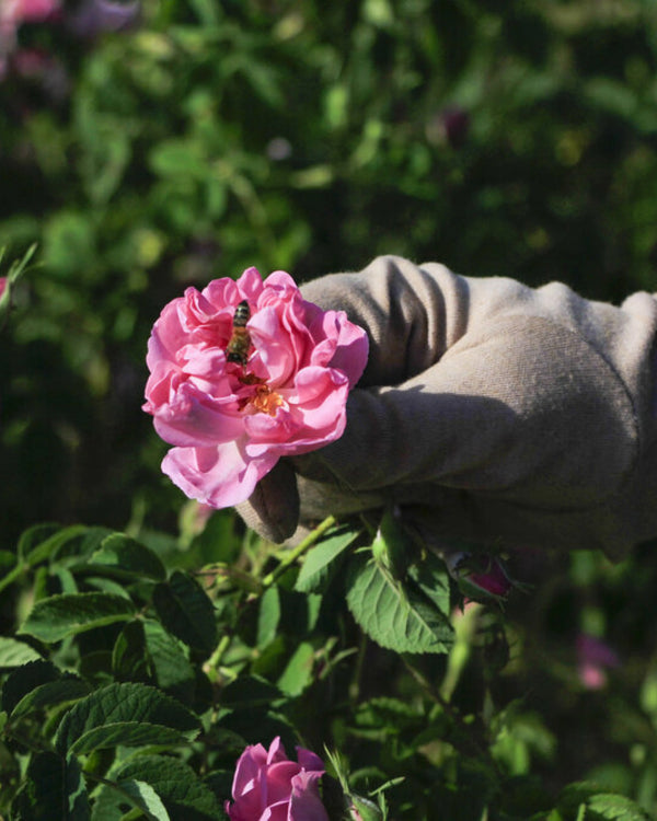 Damask Rose Collection