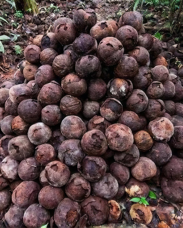 Collected with Care