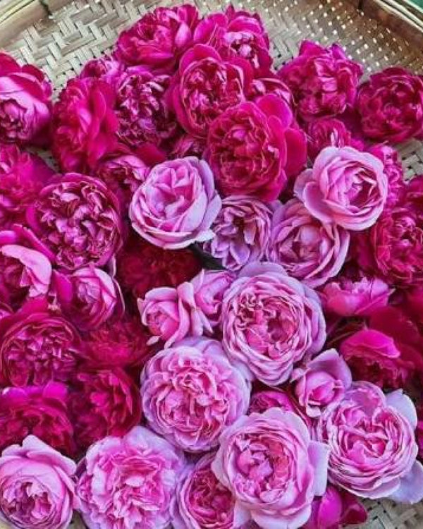 Petal Preparation