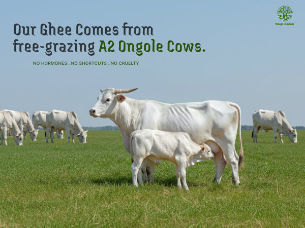 A2 Ongole Cow Bilona Ghee from Villages of Andhra Pradesh