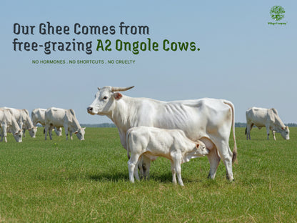 A2 Ongole Cow Bilona Ghee from Villages of Andhra Pradesh