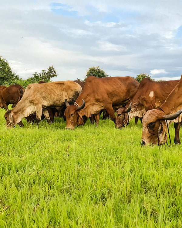 Free Grazing Desi Gir Cows