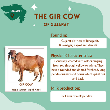 A2 Gir Cow Bilona Ghee from Villages of Gujarat