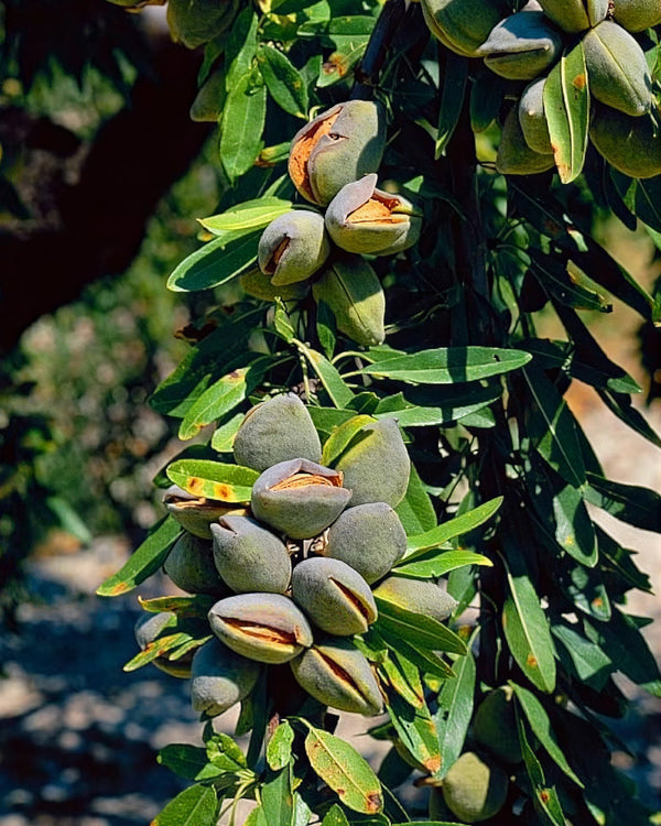Harvested in Ghorband Valley, Afghanistan