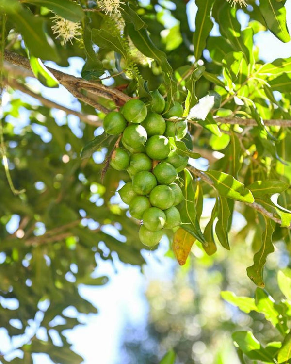 Harvested in the Shivamogga, Karnataka