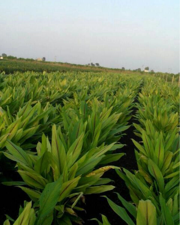 Harvested in Jaintia Hills