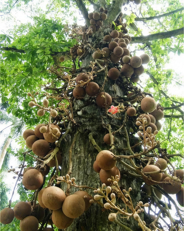 Harvested in the Amazon Rainforest