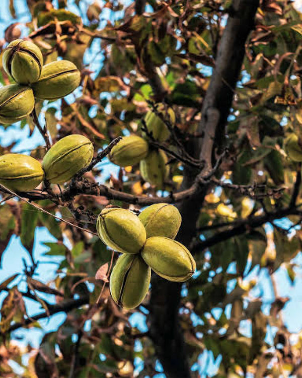 <strong>Harvested in Poonch, Jammu & Kashmir</strong>