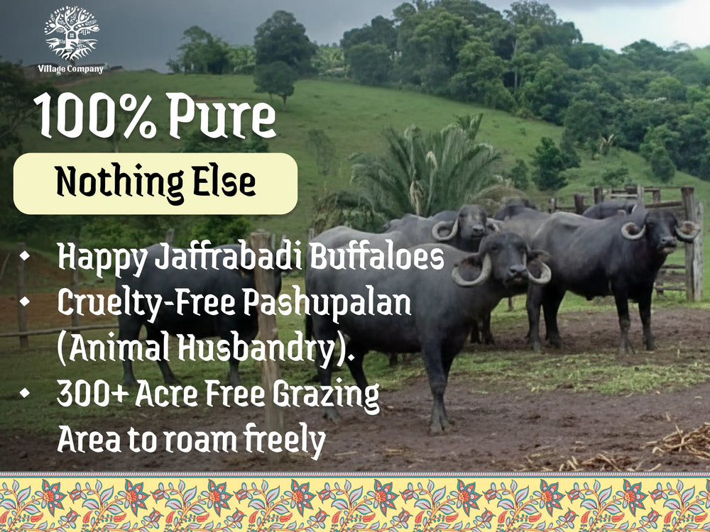 A2 Bilona Jaffarabadi Buffalo Ghee from Villages of Gujarat