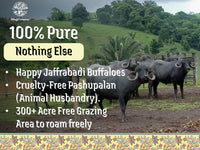 A2 Bilona Jaffarabadi Buffalo Ghee from Villages of Gujarat