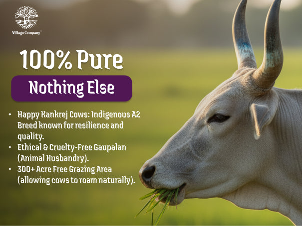 A2 Bilona Kankrej Cow Bilona Ghee from Villages of Rajasthan