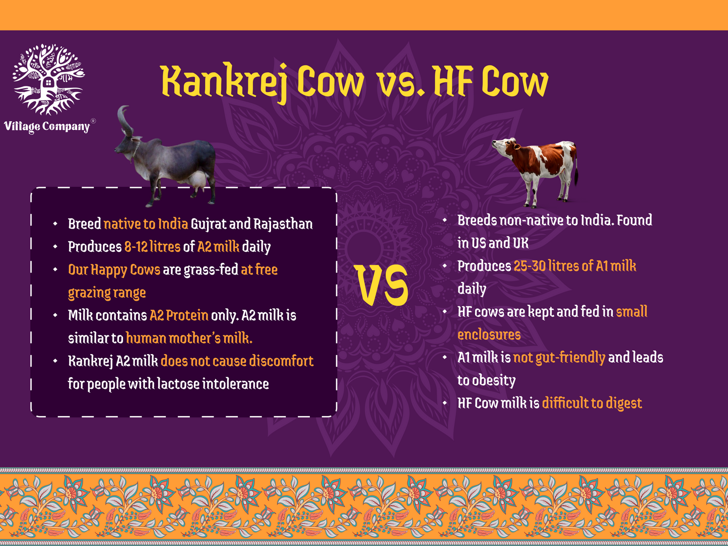 A2 Bilona Kankrej Cow Bilona Ghee from Villages of Rajasthan