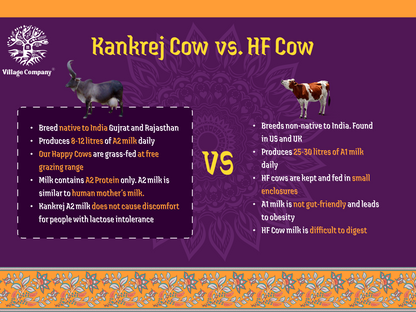 A2 Bilona Kankrej Cow Bilona Ghee from Villages of Rajasthan