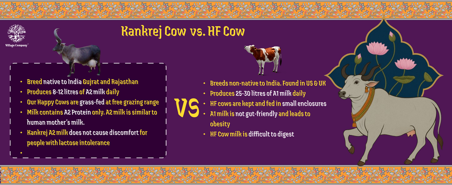 A2 Bilona Kankrej Cow Bilona Ghee from Villages of Rajasthan