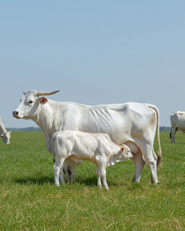 Free-Grazing Ongole Cows