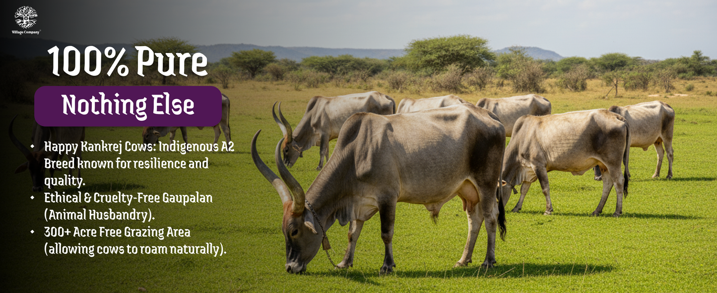 A2 Bilona Kankrej Cow Bilona Ghee from Villages of Rajasthan