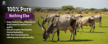 A2 Bilona Kankrej Cow Bilona Ghee from Villages of Rajasthan