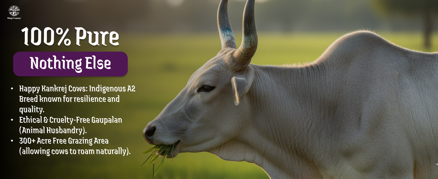 A2 Bilona Kankrej Cow Bilona Ghee from Villages of Rajasthan