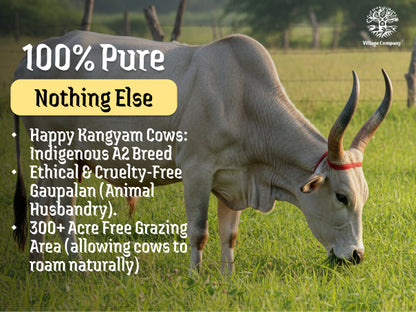 A2 Bilona Kangayam Cow Bilona Ghee from Villages of Tamil Nadu