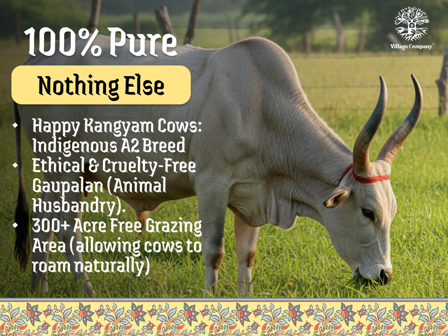 A2 Bilona Kangayam Cow Bilona Ghee from Villages of Tamil Nadu