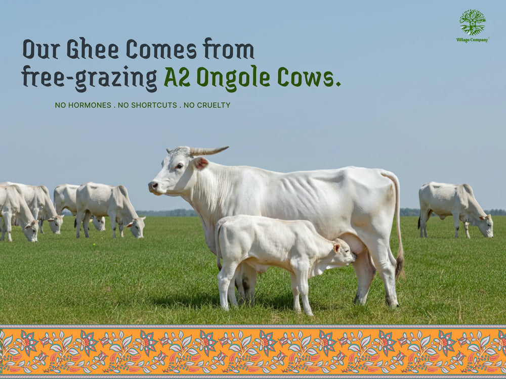 A2 Ongole Cow Bilona Ghee from Villages of Andhra Pradesh