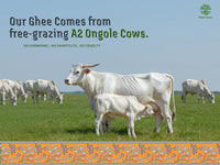 A2 Ongole Cow Bilona Ghee from Villages of Andhra Pradesh